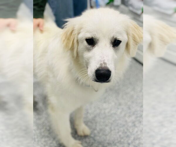 Medium Photo #1 Great Pyrenees-Unknown Mix Puppy For Sale in Westminster, MD, USA