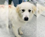 Small Great Pyrenees Mix