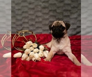 Pug Puppy for sale in MOORESVILLE, NC, USA