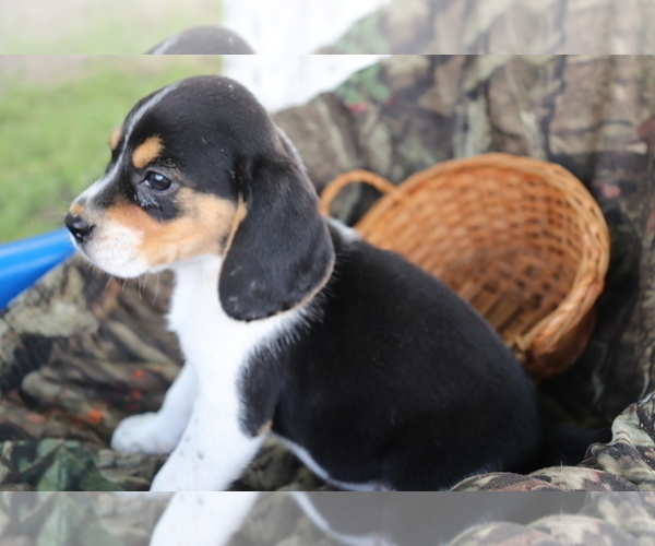 Medium Photo #2 Beagle Puppy For Sale in SHILOH, OH, USA