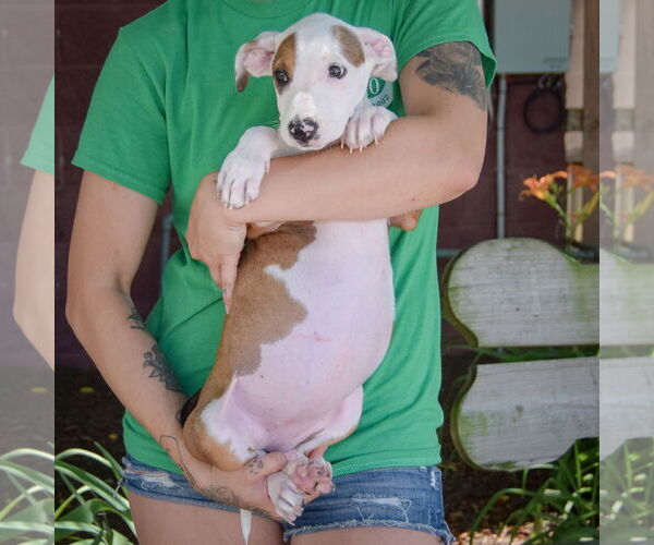 Medium Photo #2 American Staffordshire Terrier-Boxer Mix Puppy For Sale in Huntley, IL, USA