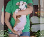 Small #1 American Staffordshire Terrier-Boxer Mix