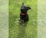 Small Photo #4 German Shepherd Dog Puppy For Sale in BOTHELL, WA, USA