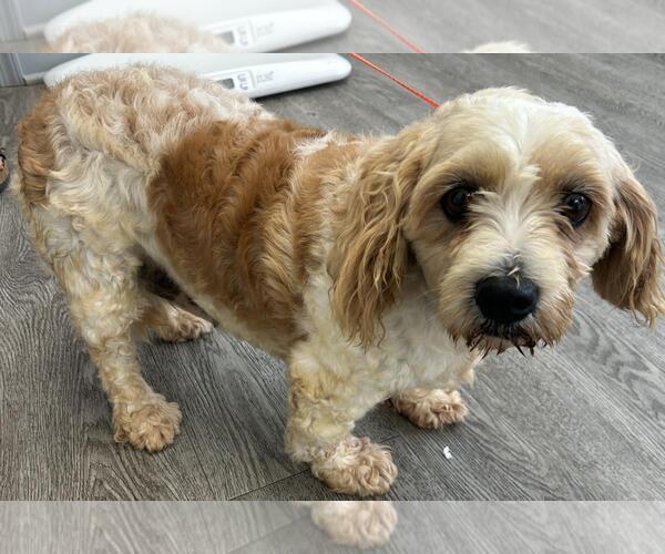 Medium Photo #2 Cavachon Puppy For Sale in Westminster, MD, USA