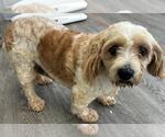 Small #1 Cavachon