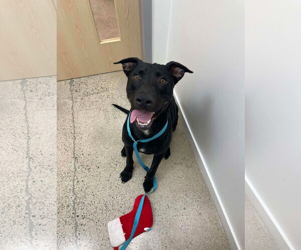 Medium Photo #6 Labrador Retriever-Unknown Mix Puppy For Sale in San Diego, CA, USA