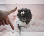 Small #5 Pomeranian