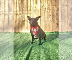 Indie - Female Labrador Retriever-Unknown Mix Dog for Adoption - Photo #6
