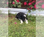 Small Photo #6 Australian Shepherd Puppy For Sale in CENTER, KY, USA