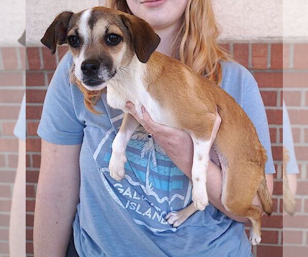 Medium Photo #3 Chihuahua Puppy For Sale in Carrollton, TX, USA