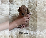 Puppy Red Boy Goldendoodle (Miniature)