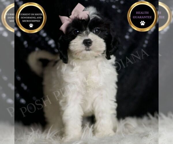 Medium Photo #14 Cavapoo (Miniature) Puppy For Sale in WARSAW, IN, USA