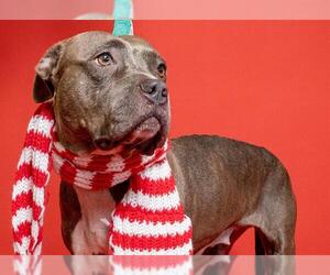 American Staffordshire Terrier Dogs for adoption in Fort Lauderdale, FL, USA