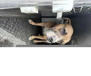 Staffordshire Bull Terrier-Unknown Mix Dogs for adoption in HESPERIA, CA, USA