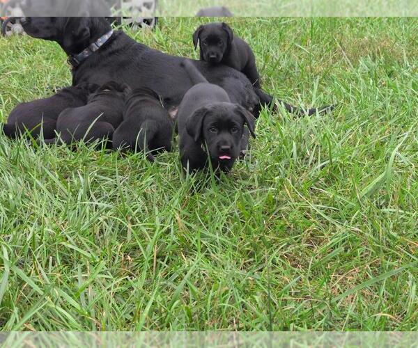 Medium Photo #2 Labrador Retriever Puppy For Sale in EDINBURG, VA, USA