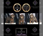Puppy Maui AKC Poodle (Miniature)