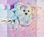 Small #6 Morkie