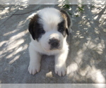 Puppy 5 Saint Bernard
