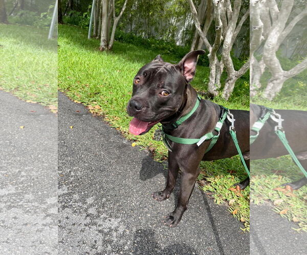 Medium Photo #47 American Pit Bull Terrier-Unknown Mix Puppy For Sale in Pompano Beach , FL, USA