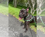 Small #46 American Pit Bull Terrier Mix