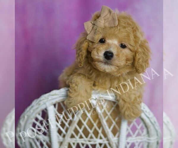 Medium Photo #5 Poodle (Toy) Puppy For Sale in WARSAW, IN, USA