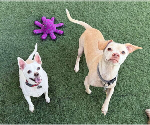 Medium Photo #7 Chihuahua-Unknown Mix Puppy For Sale in phoenix, AZ, USA