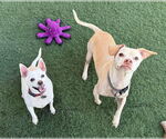Small #6 Chihuahua Mix