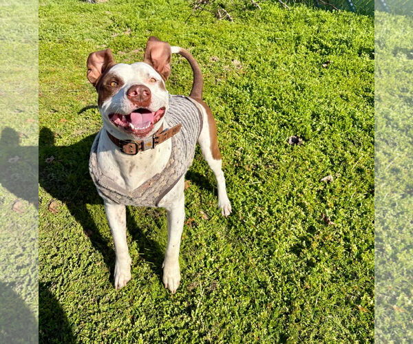 Medium Photo #7 American Bulldog-German Shorthaired Pointer Mix Puppy For Sale in Visalia, CA, USA