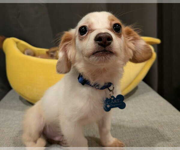 Medium Photo #7 Chihuahua-Colonial Cocker Spaniel Mix Puppy For Sale in Corona, CA, USA