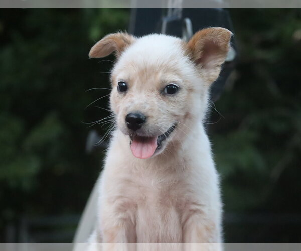 Medium Photo #1 Mutt Puppy For Sale in Southbury, CT, USA