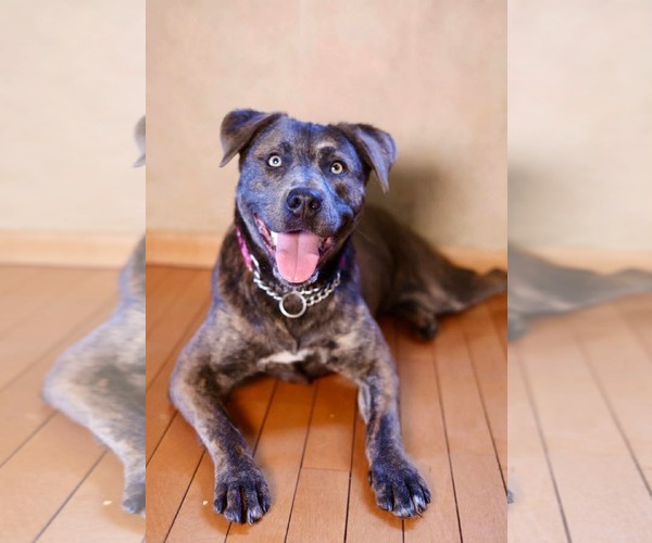 Medium Photo #1 American Pit Bull Terrier-American Staffordshire Terrier Mix Puppy For Sale in Duluth, MN, USA