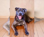 Small American Pit Bull Terrier-American Staffordshire Terrier Mix