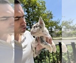 Small #1 French Bulldog