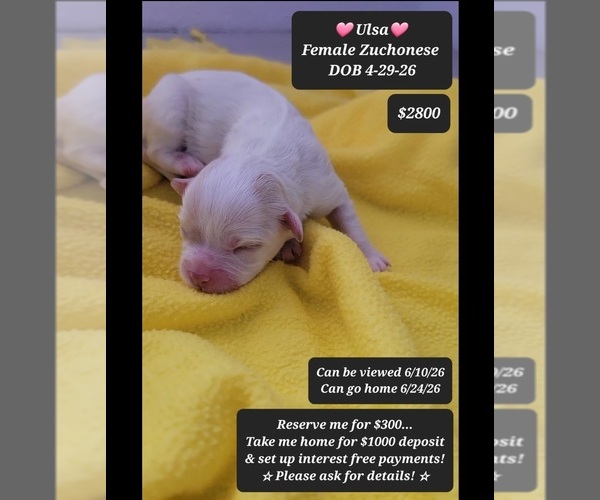 Medium Photo #1 Havanese-Zuchon Mix Puppy For Sale in TUCSON, AZ, USA