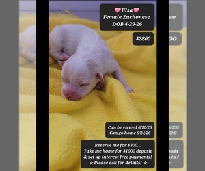 Havanese-Zuchon Mix Puppy for sale in TUCSON, AZ, USA