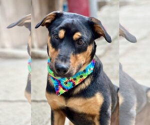 Doberman Pinscher Dogs for adoption in Menifee, CA, USA