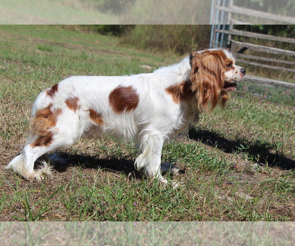 Medium Photo #3 Cavalier King Charles Spaniel Puppy For Sale in SPRING HILL, FL, USA