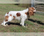 Small #2 Cavalier King Charles Spaniel