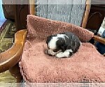 Small Photo #35 Australian Shepherd Puppy For Sale in AUBURN, IN, USA