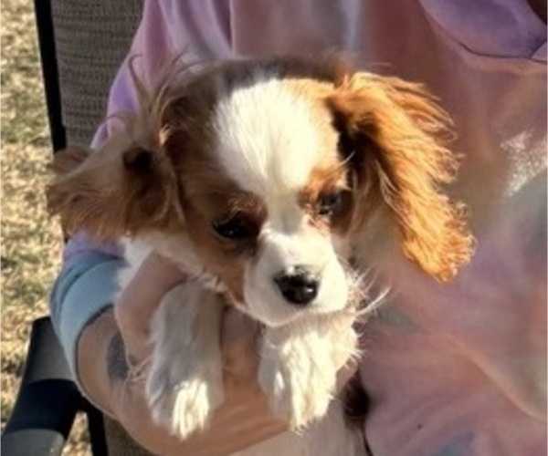 Medium Photo #10 Cavalier King Charles Spaniel Puppy For Sale in ABILENE, TX, USA