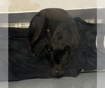 DA 11 Salem - Male Chow Chow-Unknown Mix Dog for Adoption - Small photo