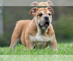 Small #10 Bulldog