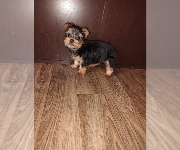 Medium Photo #6 Yorkshire Terrier Puppy For Sale in LAPEER, MI, USA
