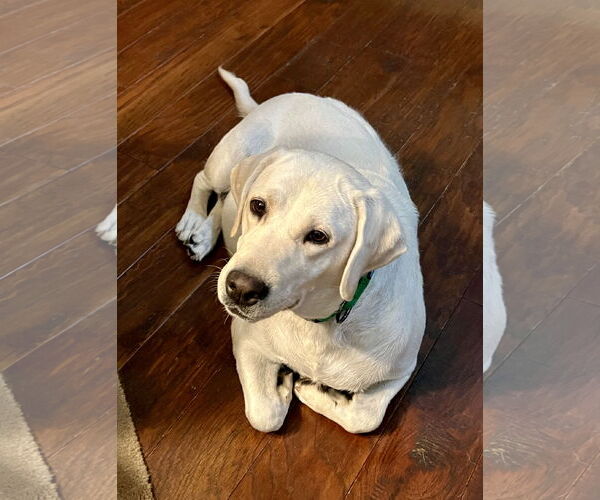 Medium Photo #4 Labrador Retriever Puppy For Sale in Warrington, PA, USA