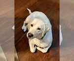 Small #3 Labrador Retriever