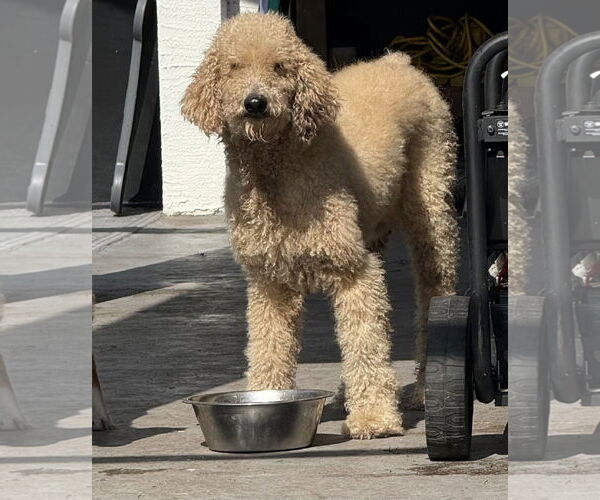 Medium Photo #1 Goldendoodle Puppy For Sale in Valrico, FL, USA