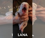 Small #6 Great Dane