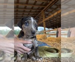 Puppy Buzz Catahoula Leopard Dog