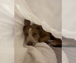 Small #7 Labrador Retriever-Red Heeler Mix