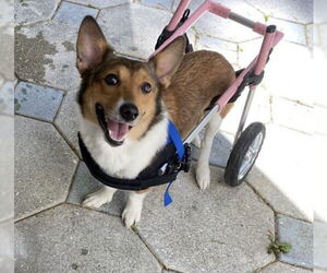 Sadie - Female Pembroke Welsh Corgi Dog for Adoption - Photo #3